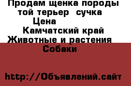 Продам щенка породы той-терьер, сучка › Цена ­ 15 000 - Камчатский край Животные и растения » Собаки   